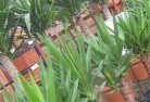 Caulfieldplant-nursery-10.jpg; ?>